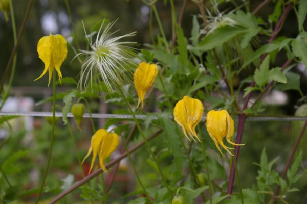 Clematis tangutica