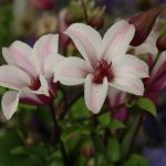 Clematis tex. 'Princess Kate'