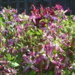 Clematis tritern. "Rubromarginata"