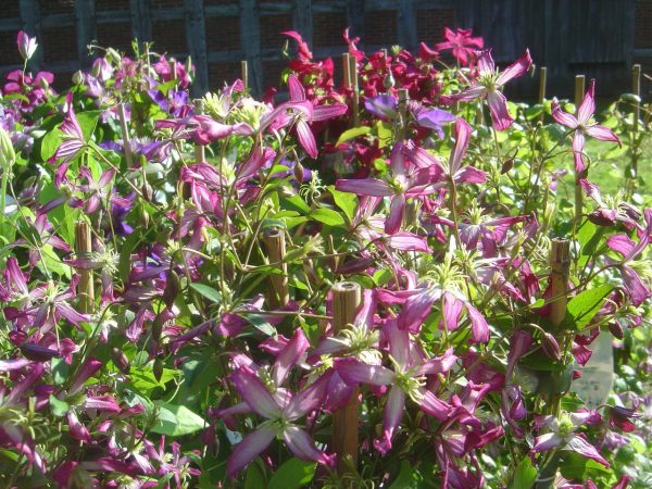 Clematis tritern. "Rubromarginata"
