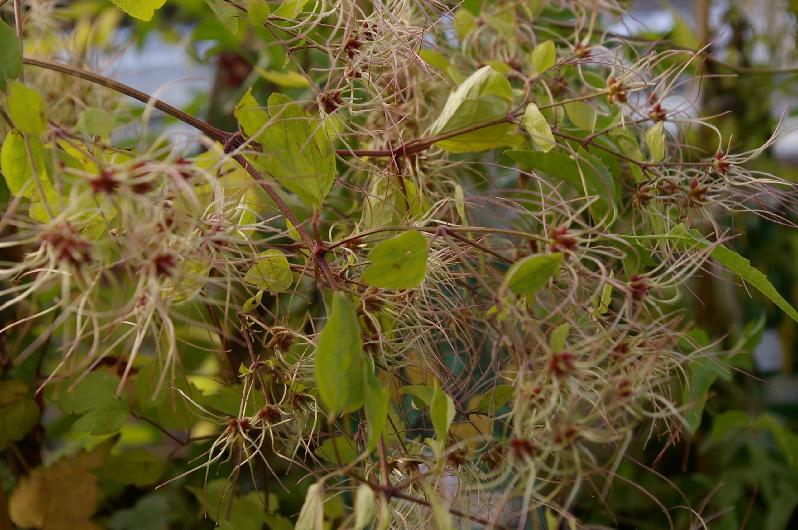 Clematis vitalba