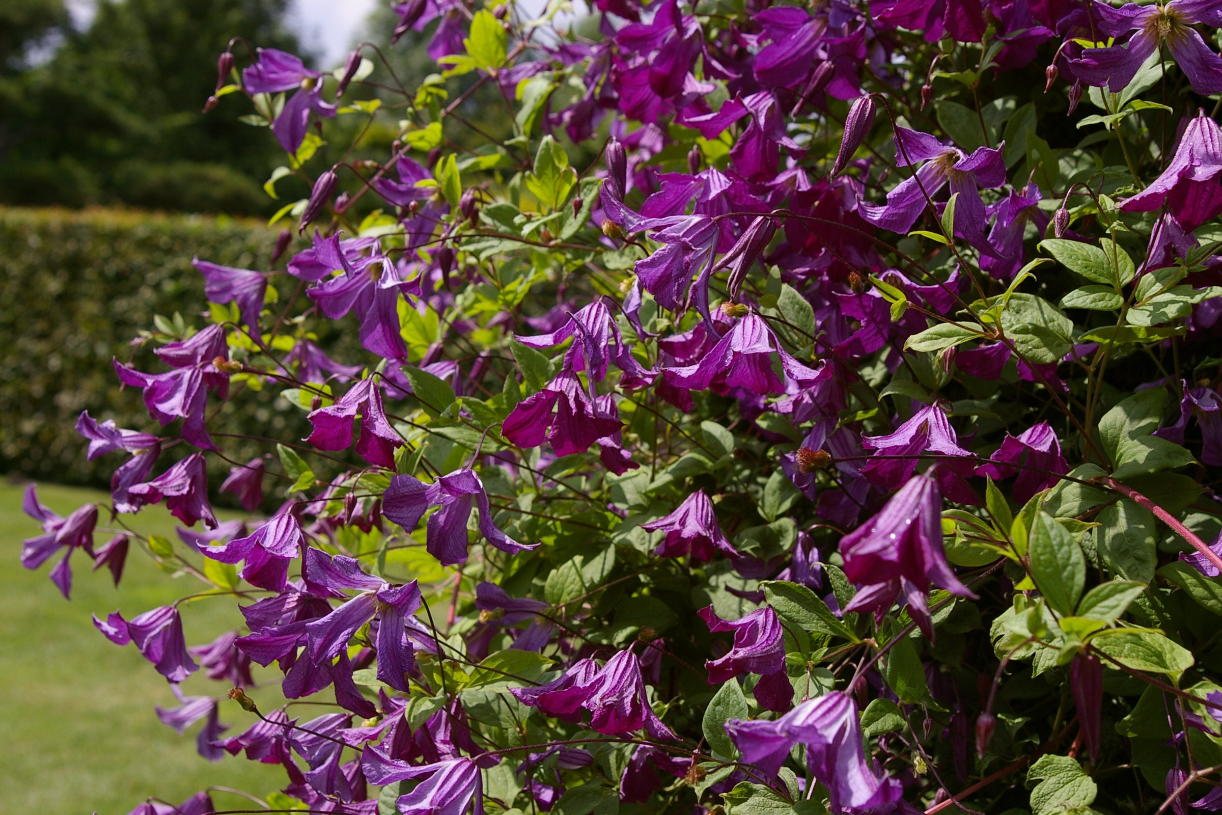 Clematis viticella