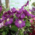 Clematis viticella "Etoile Violette"