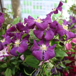 Clematis viticella "Etoile Violette"