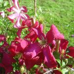 Clematis viticella "Mme.Jules Correvon"