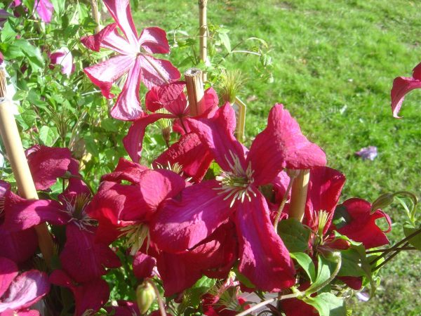 Clematis viticella "Mme.Jules Correvon"