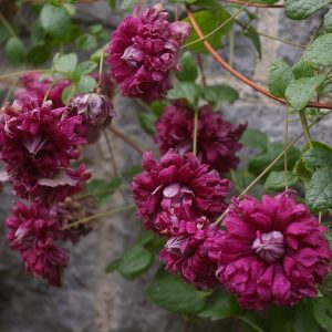 Clematis viticella 'Purpurea Plena Elegans'