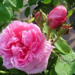 Rosa 'Comte de Chambord' (Portland)