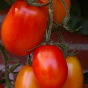 Tomate 'Conqueror' F1