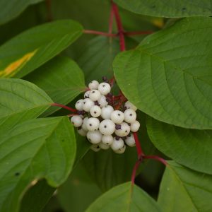Cornus alba