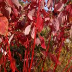 Cornus alba 'BATON ROUGE' ®