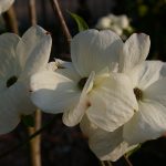 Cornus 'Eddie's White Wonder'