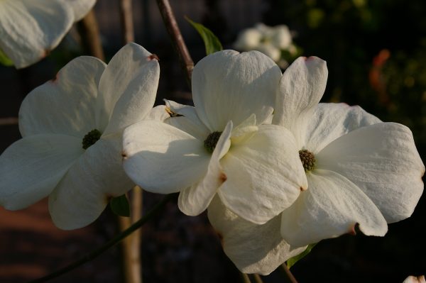Cornus 'Eddie's White Wonder'