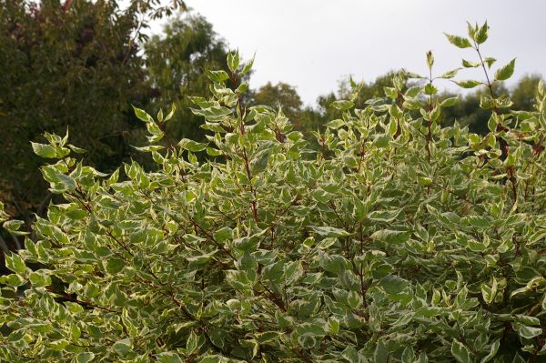 Cornus alba 'Argenteomarginata'