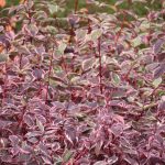 Cornus alba 'Sibirica Variegata'