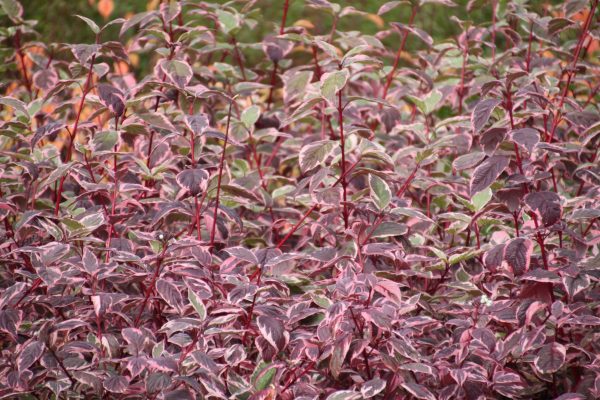 Cornus alba 'Sibirica Variegata'