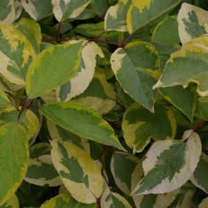Cornus alba 'Spaethii'