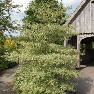 Cornus alternifolia 'Variegata' (Argentea)