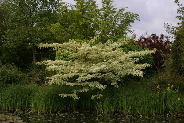 Cornus controversa 'Variegata'