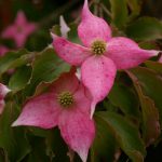 Cornus kousa 'Beni Fugi'