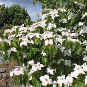 Cornus kousa 'China Girl'