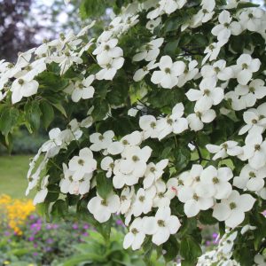 Cornus kousa 'Kreuz Dame'