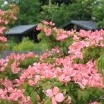 Cornus kousa 'Satomi'