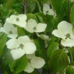 Cornus kousa 'Schmetterling'