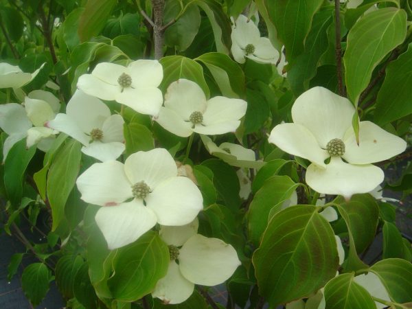 Cornus kousa 'Schmetterling'