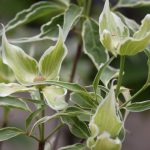 Cornus kousa 'Teresa'