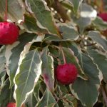 Cornus kousa 'Laura' ®