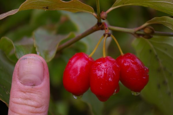 Cornus mas 'Joliko'