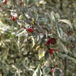 Cornus mas 'Variegata'
