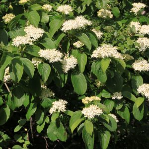 Cornus sanguinea