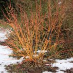 Cornus sanguinea 'Winter Beauty'