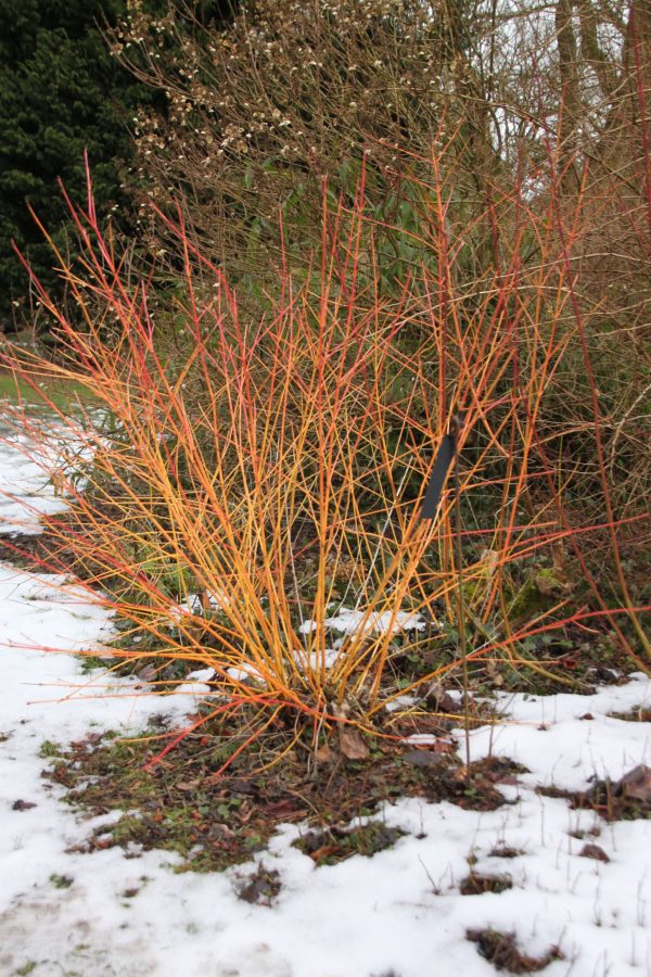 Cornus sanguinea 'Winter Beauty'