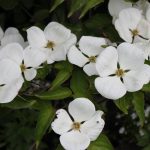 Cornus kousa 'Venus' ®