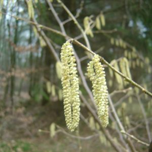 Corylus avellana