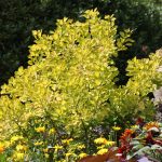 Cotinus coggygria GOLDEN SPIRIT® 'Ancot'
