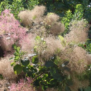 Cotinus coggygria