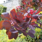 Cotinus x dummeri 'Grace'