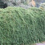 Cotoneaster dammeri "Eichholz"