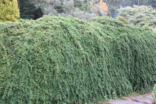 Cotoneaster dammeri "Eichholz"