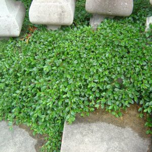 Cotoneaster dammeri var. radicans