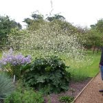 Crambe cordifolia