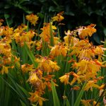 Crocosmia x crocosmiiflora 'George Davidson'