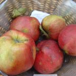 Apfel 'Danziger Kantapfel'