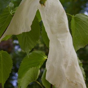 Davidia involucrata 'Sonoma'