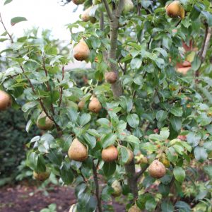 Birne 'Decora'®
