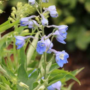 Delphinium x cultorum 'Pacific Blue Bird'